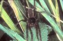 Dolomedes_plantarius_P1069_O_85_Les Gris_Frankrijk